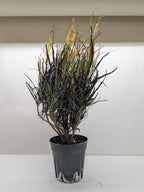Potted plant with dark, twisted leaves on a white surface and beige background