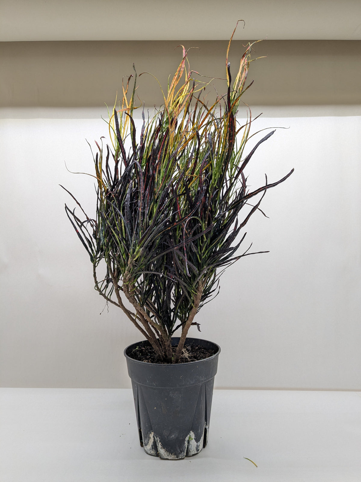 Potted plant with dark, twisted leaves on a white surface and beige background