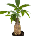 Potted plant with a textured pot on a white background