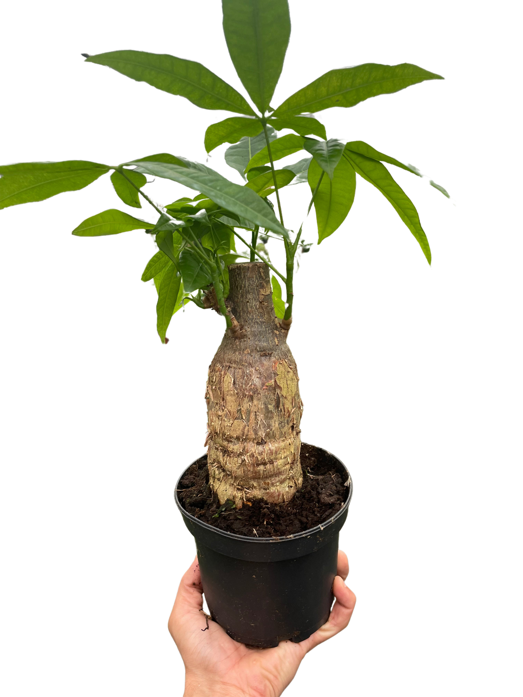 Potted plant with a thick stem and green leaves held by a hand against a white background