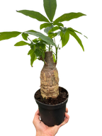 Potted plant with a thick stem and green leaves held by a hand against a white background