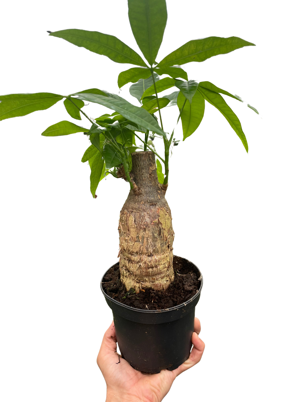 Potted plant with a thick stem and green leaves held by a hand against a white background