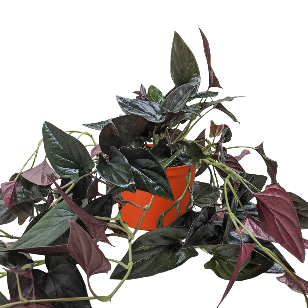 A climbing plant with green and purple leaves in an orange pot on a white background