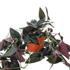 A climbing plant with green and purple leaves in an orange pot on a white background