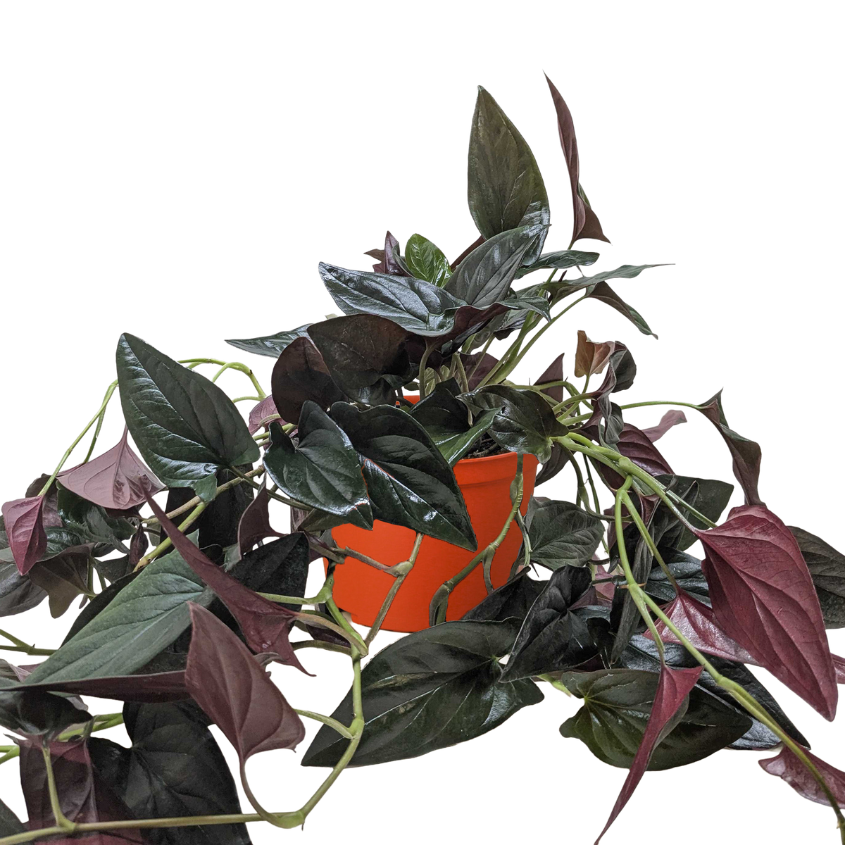 A climbing plant with green and purple leaves in an orange pot on a white background