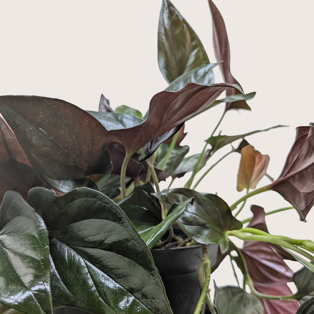 Close-up of a potted plant with dark green and brown leaves on a light background