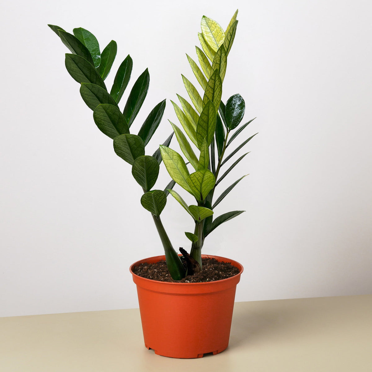 Potted plant with green leaves in an orange pot on a beige surface with a white background