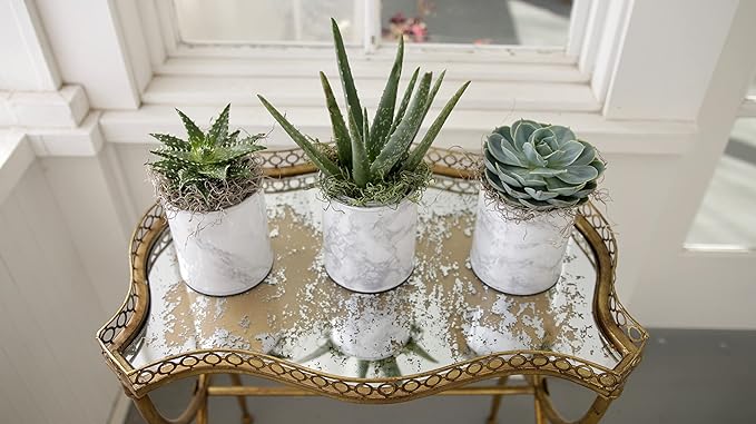Three potted succulents on a decorative table with a marble top.