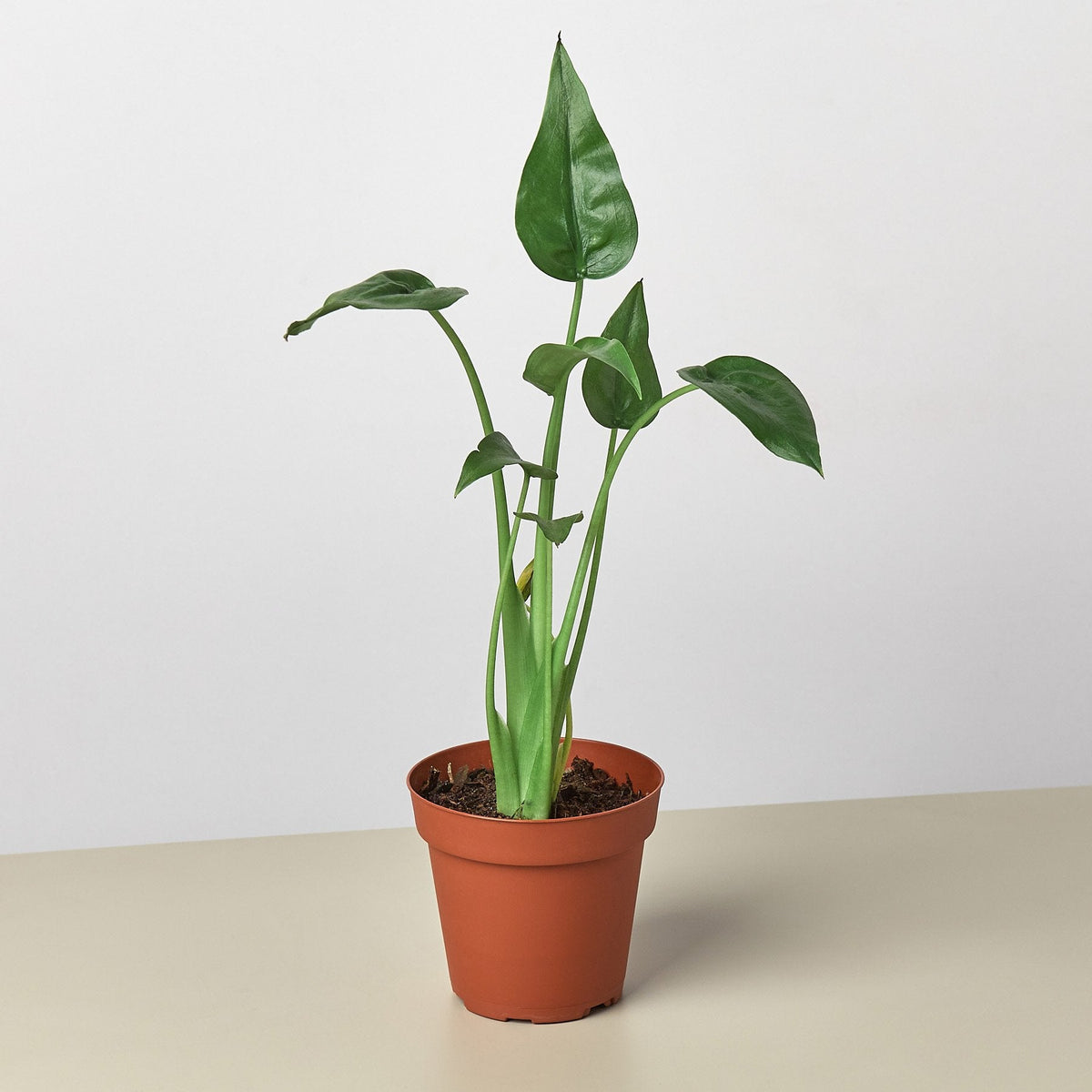 Alocasia ‘Tiny Dancer’