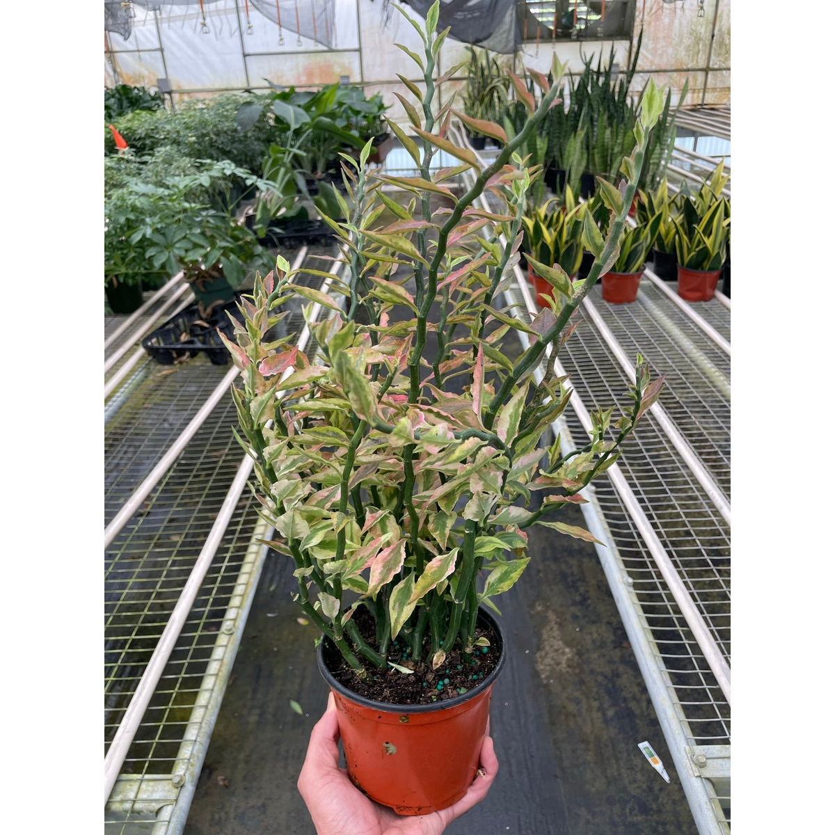 Potted plant held in a greenhouse with other plants in the background