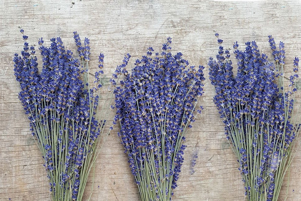 Culinary Lavender Bundles - 14" - 18" Long