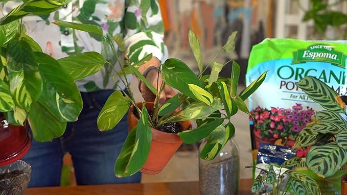 Person holding a potted plant with a bag of Espoma Organic Potting Soil in the background.