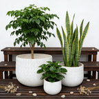 Three potted plants on a wooden surface with a white background
