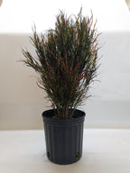 Potted plant with dark green leaves on a white background