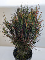 Potted plant with multicolored leaves on a white background