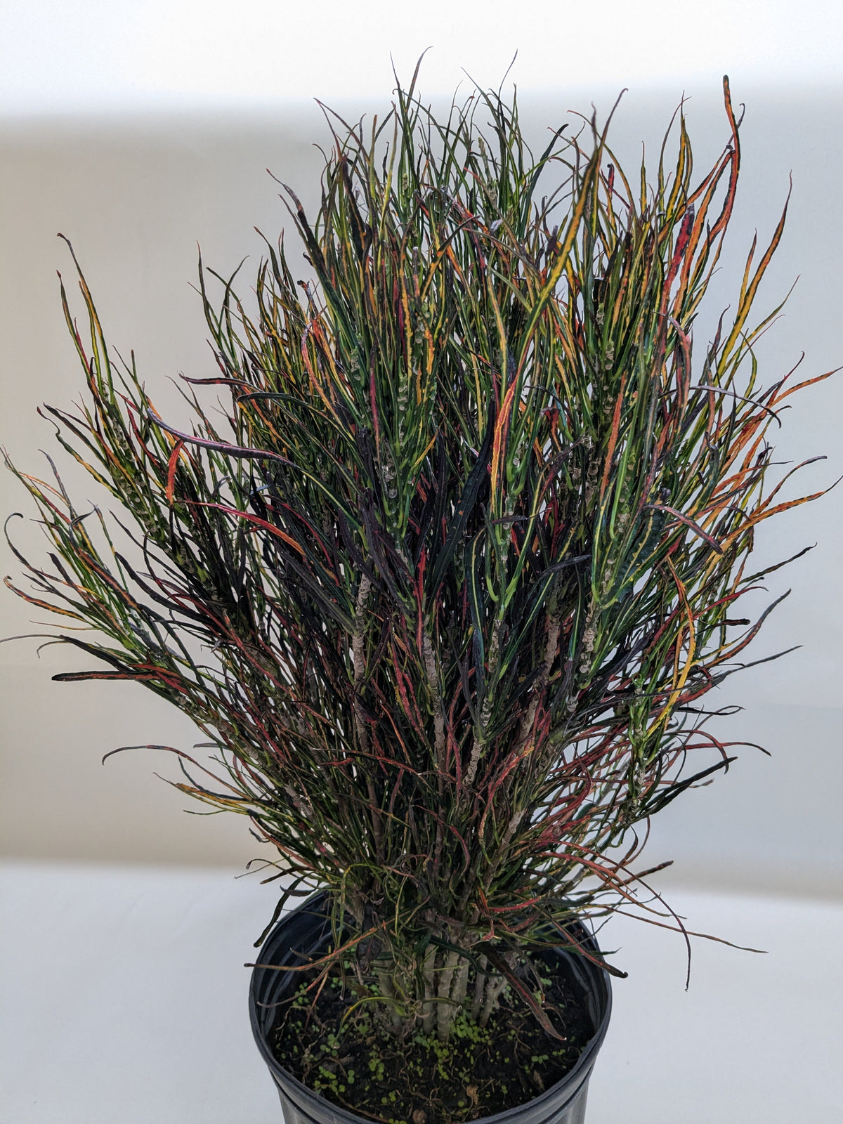 Potted plant with multicolored leaves on a white background