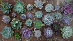 Collection of succulent plants on a textured surface