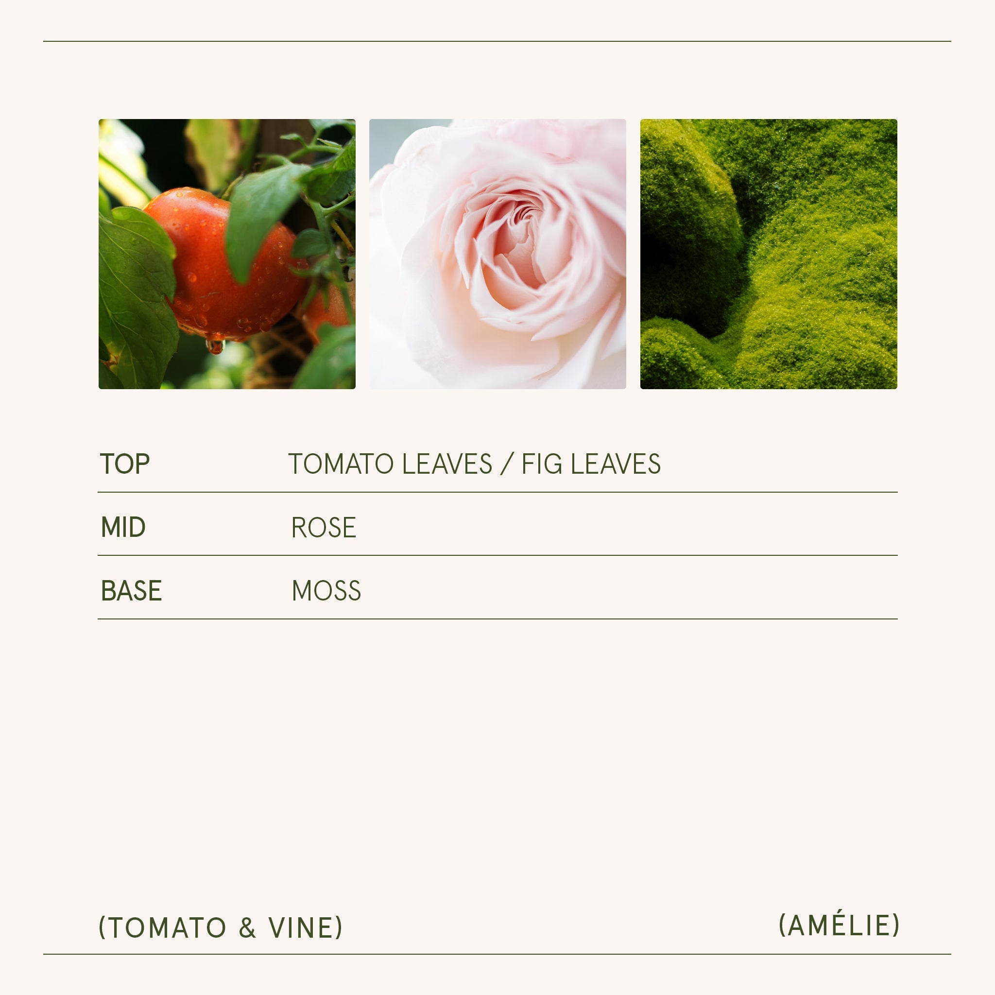 Three nature-themed images labeled 'Tomato Leaves / Fig Leaves', 'Rose', and 'Moss' with corresponding labels below.