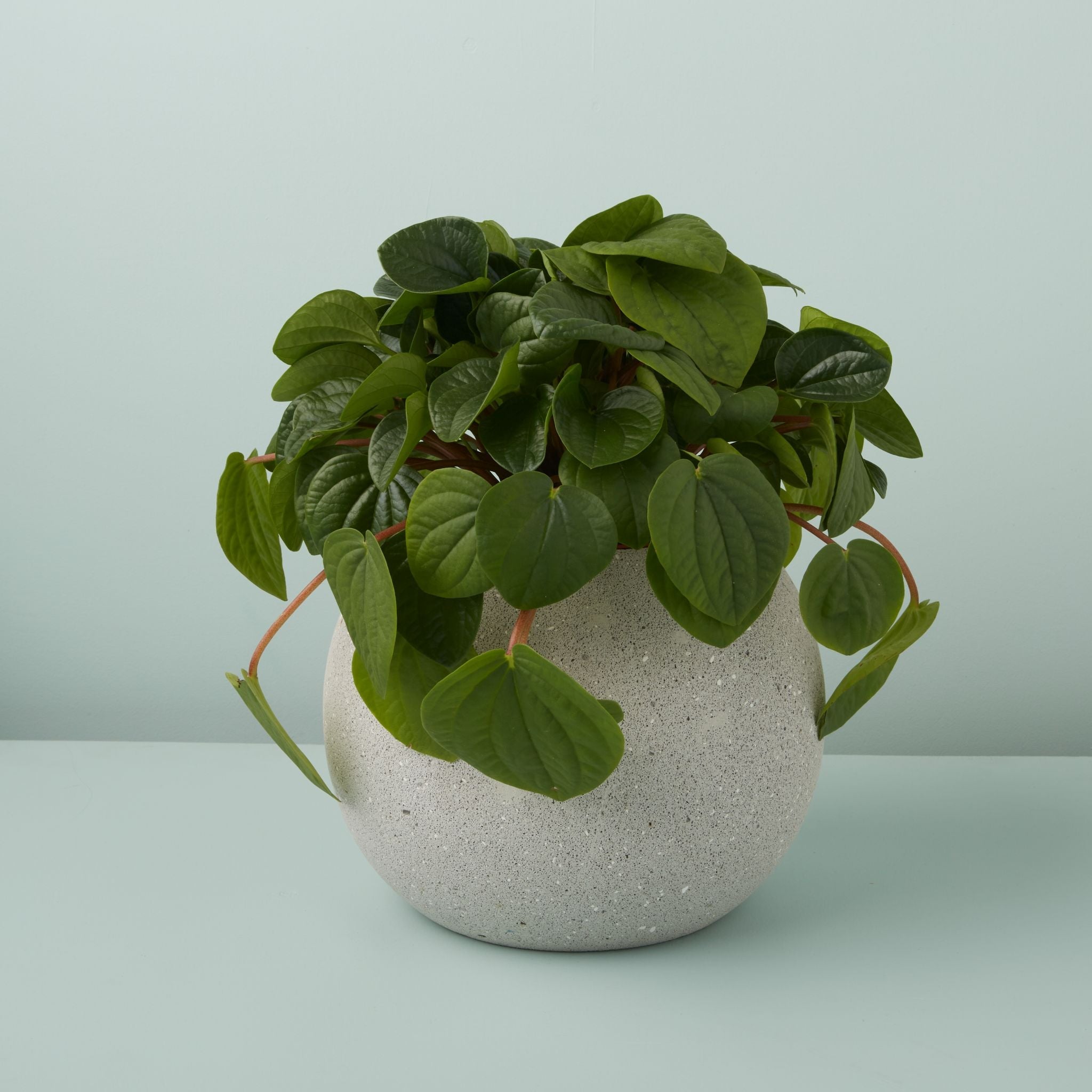 Potted plant in a textured pot on a light green background