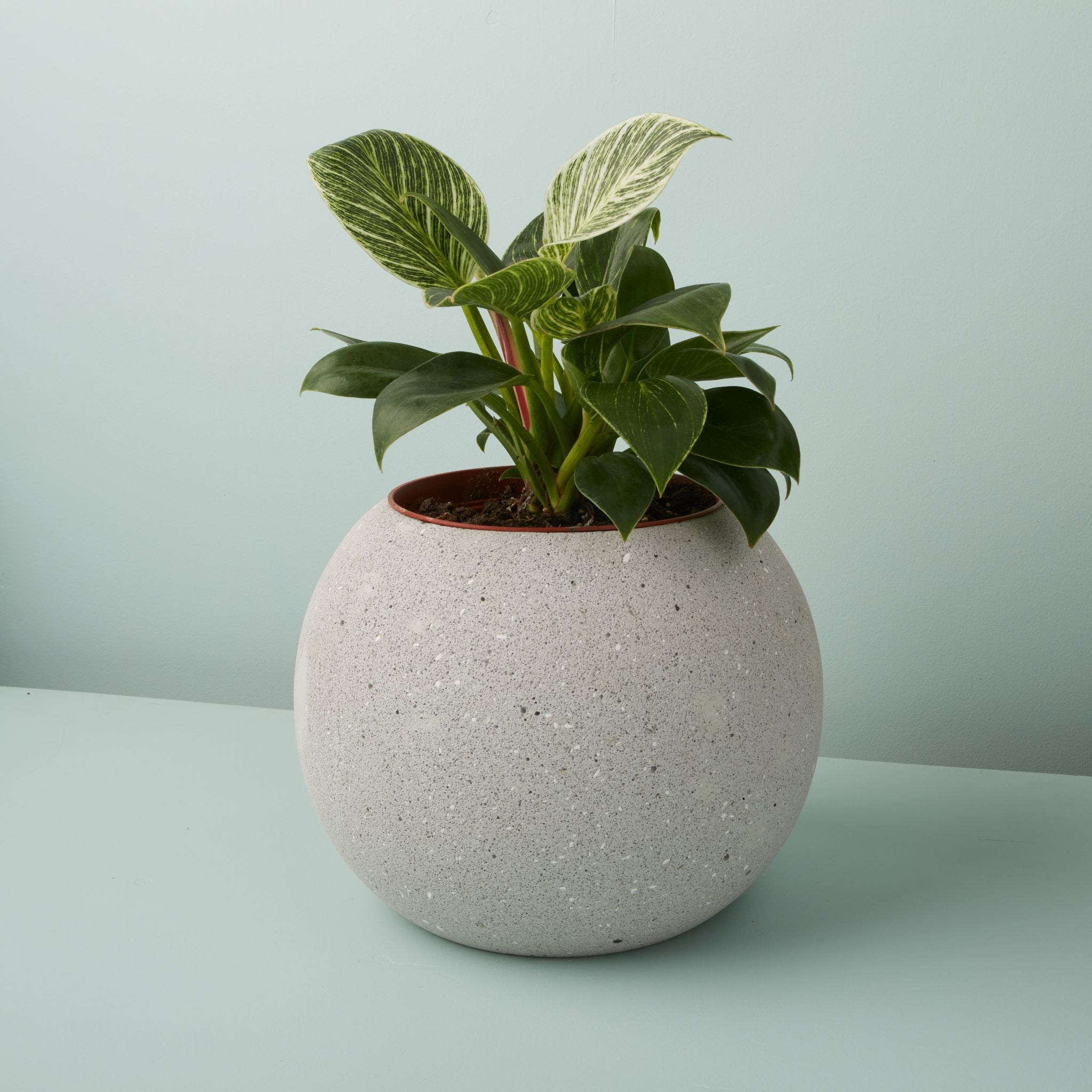 Potted plant in a textured gray pot on a light green background