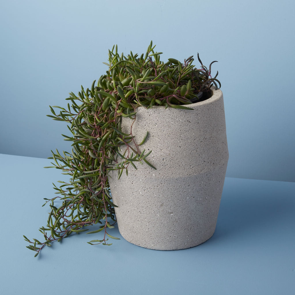 Concrete planter with green plant on a blue background