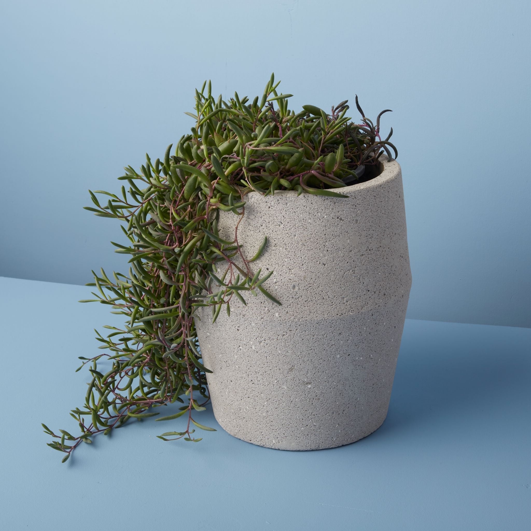 Concrete planter with green plant on a blue background