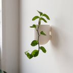 White wall-mounted planter with a green plant on a light background