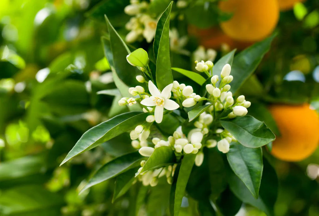Neroli - Room and Linen Spray