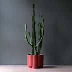Pillar Planter