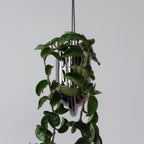 Hanging green plant in a decorative pot against a plain background