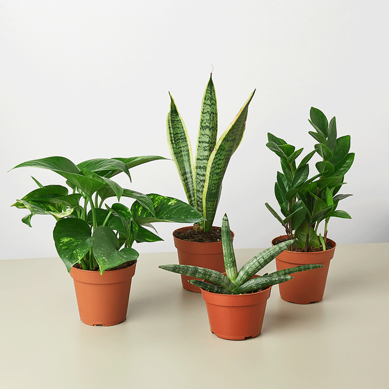 Easy-Care Houseplant Quartet