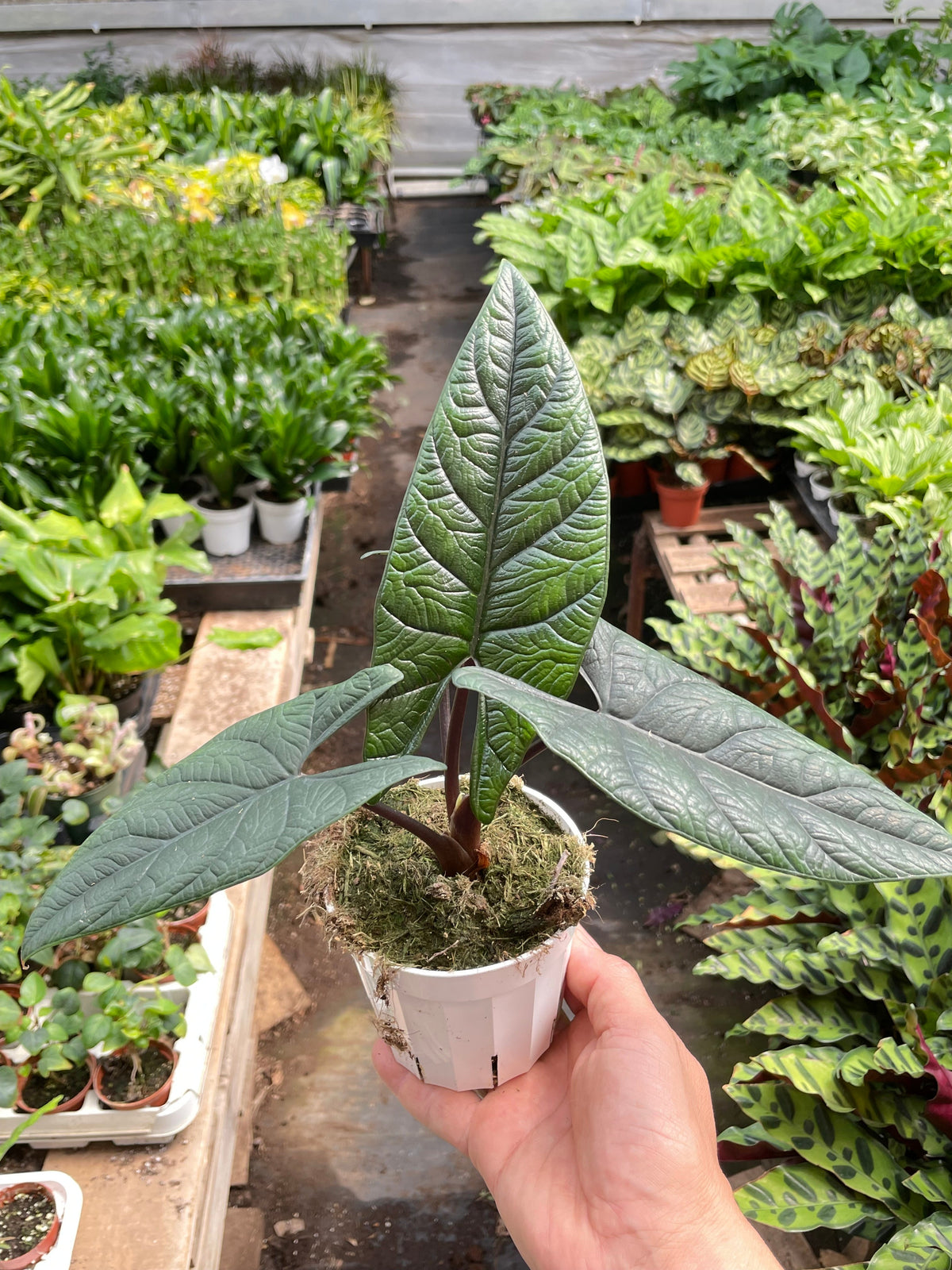 Hand holding a potted plant with a garden background