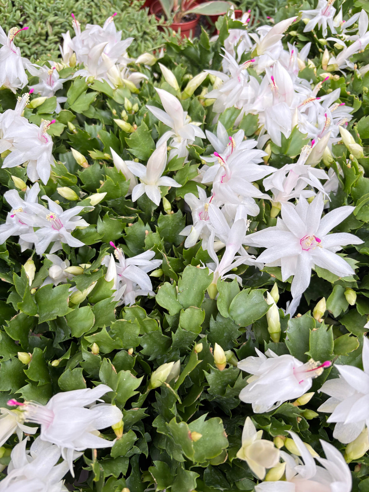 White flowering plant with green leaves in a garden setting