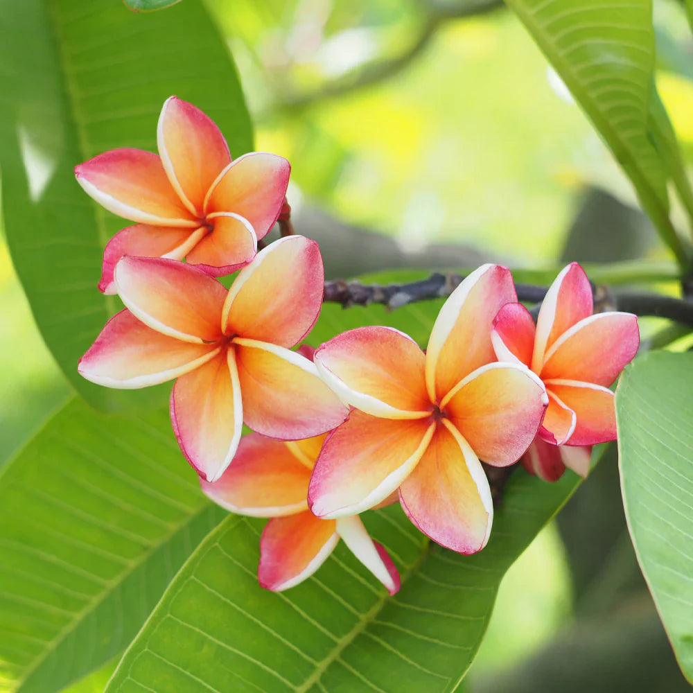 Plumeria - Reed Diffuser
