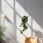 Hanging plant in a wooden holder on a white wall with sunlight casting shadows.