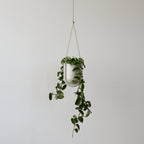Hanging plant in a glass container on a plain background