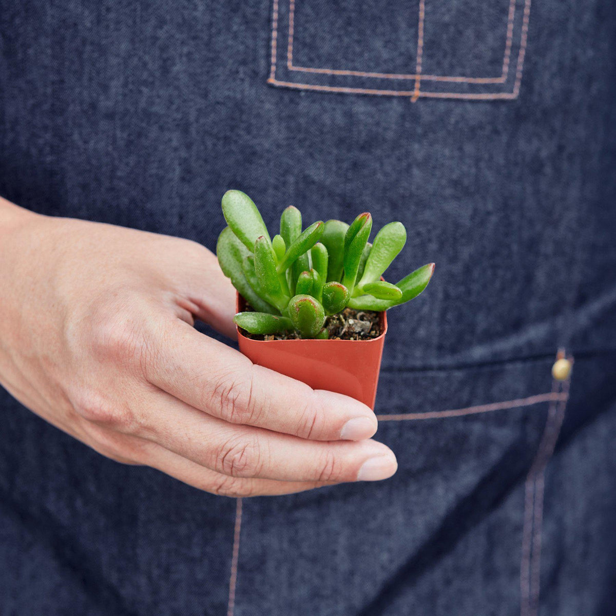 Person holding a small potted succulent plant against a dark denim background