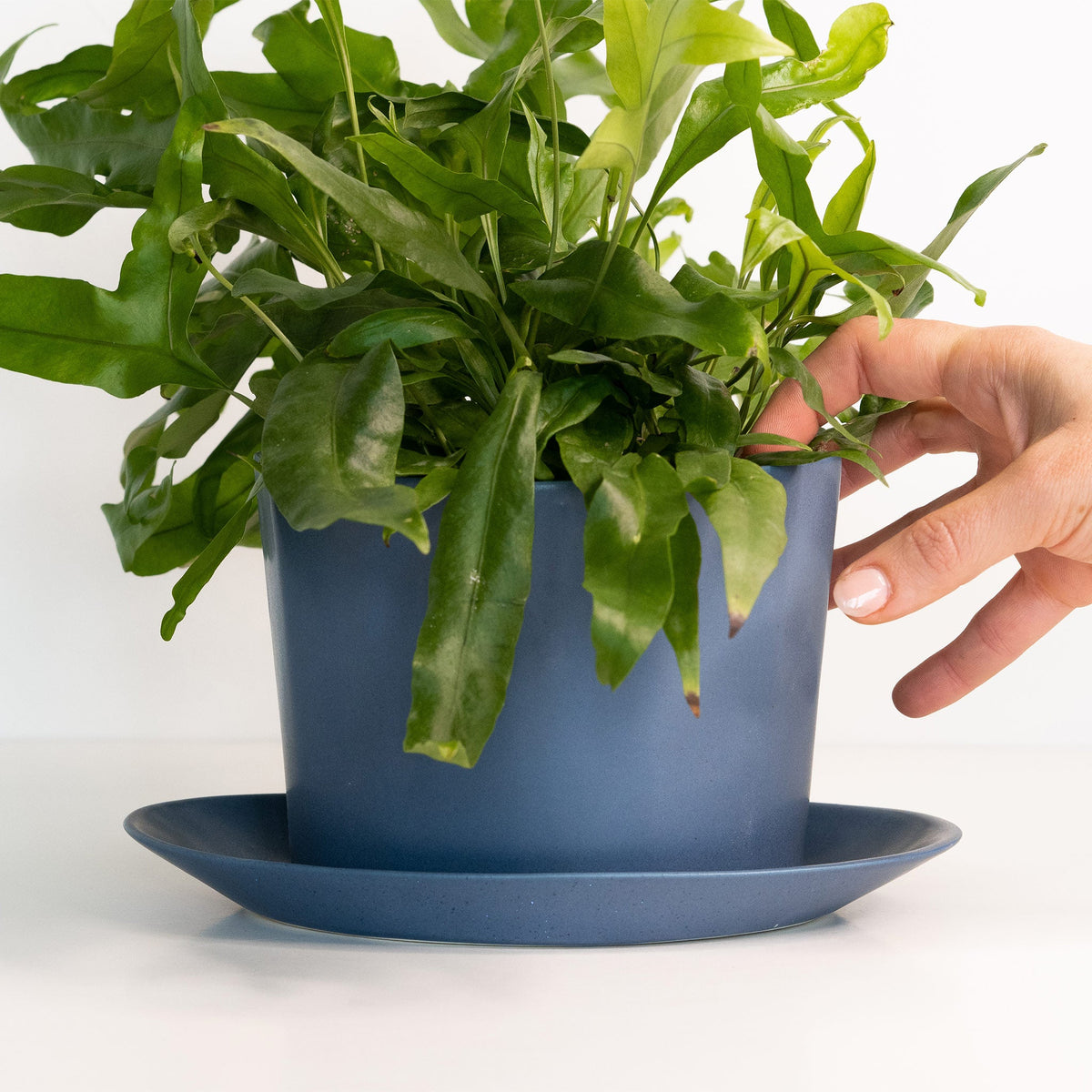 Hand holding a potted plant with a blue pot on a white background
