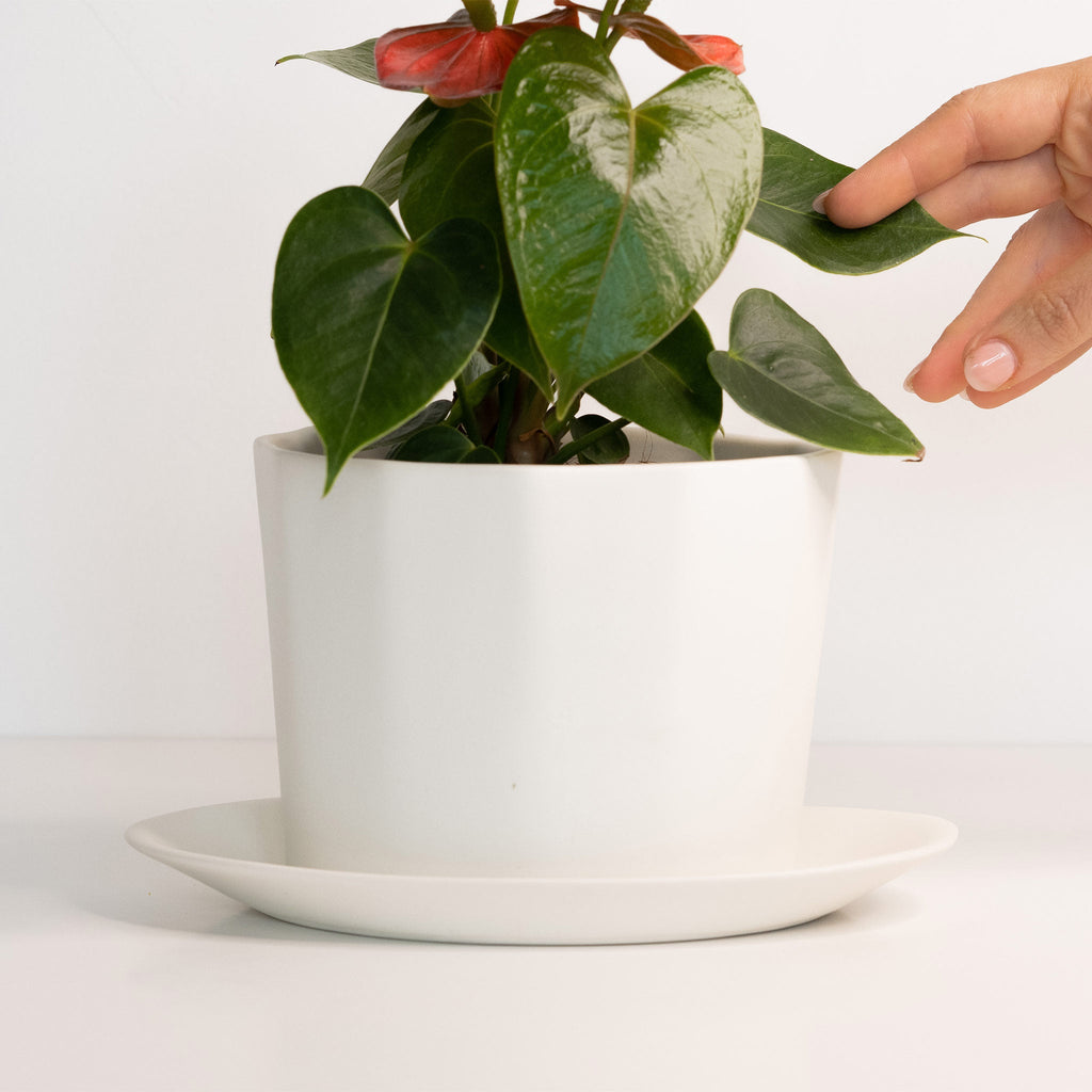 Potted plant with a hand reaching towards it on a white background