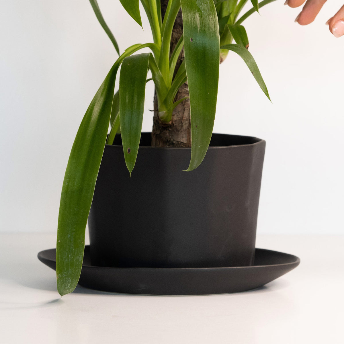 Potted plant on a black saucer with a white background