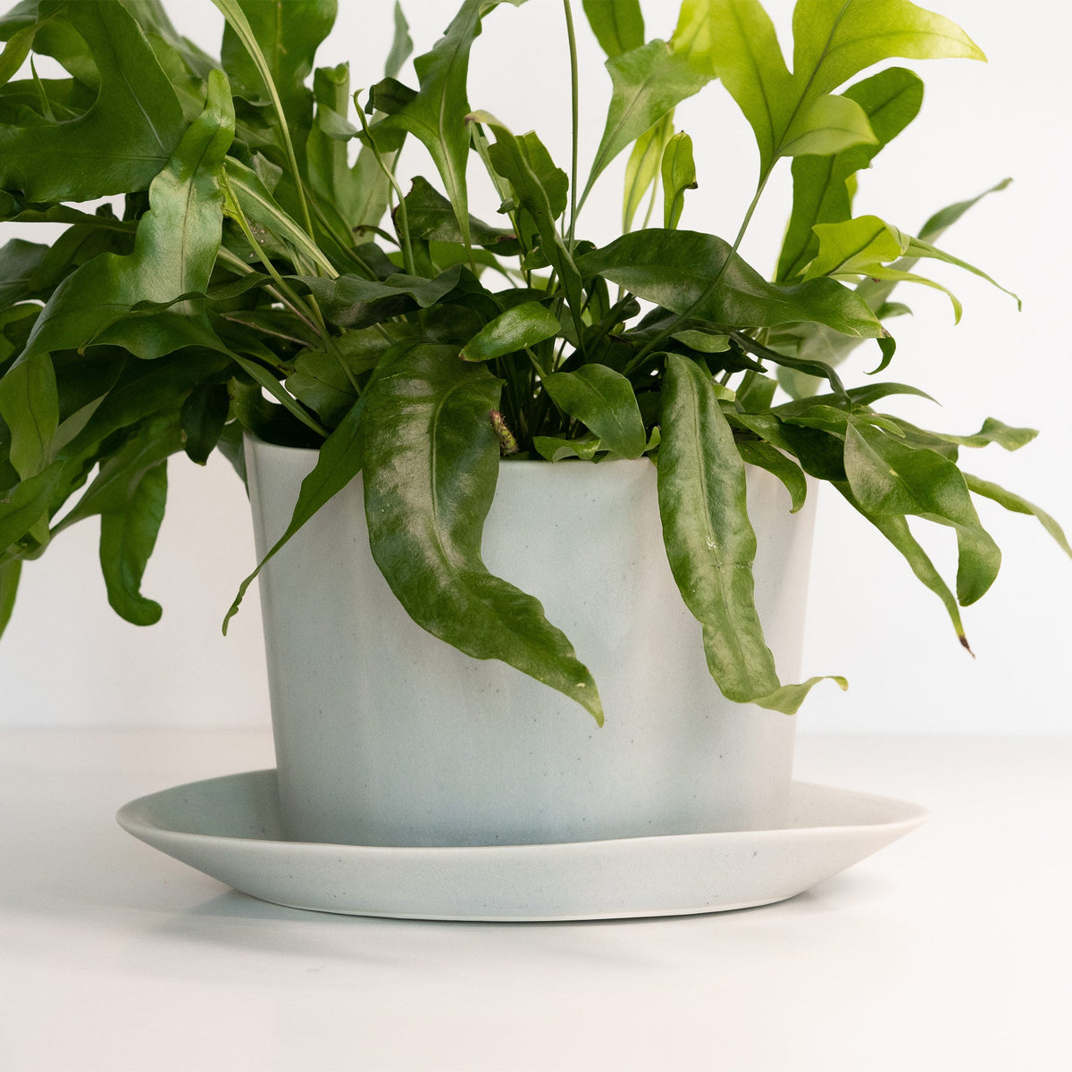 Potted plant on a white surface with a white background