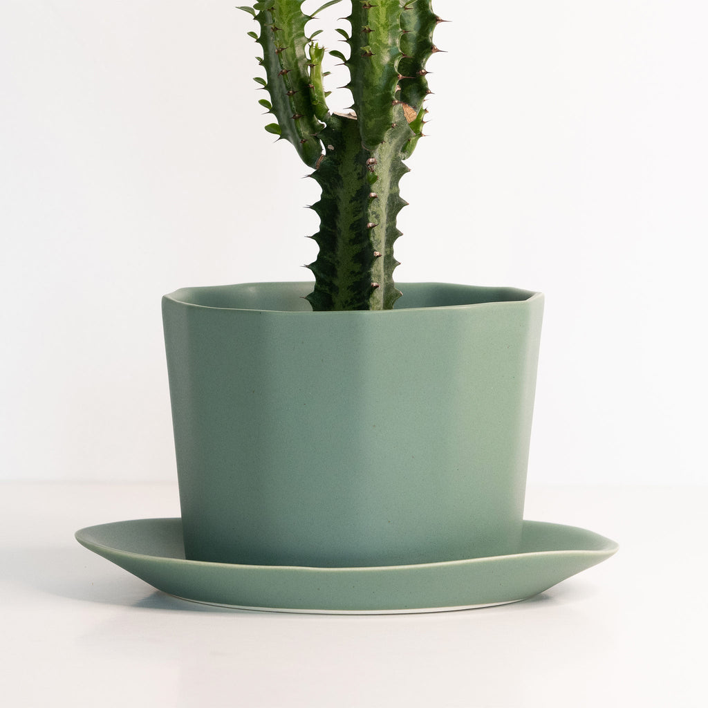 Green potted plant on a matching saucer against a white background