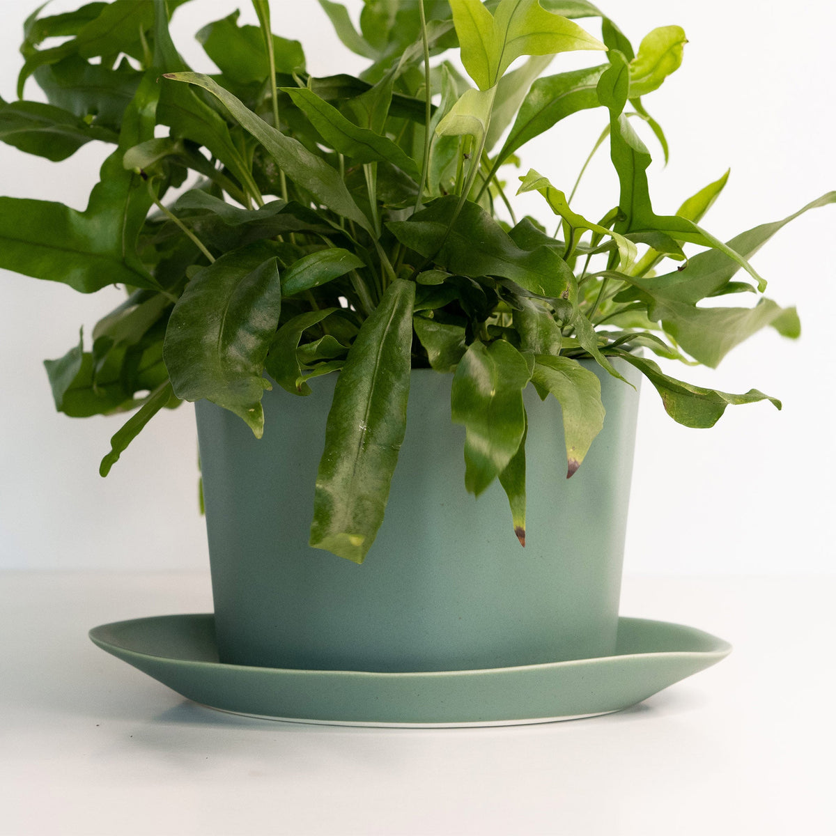 Green potted plant on a matching green saucer against a white background