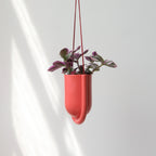 Red hanging planter with a plant on a white background