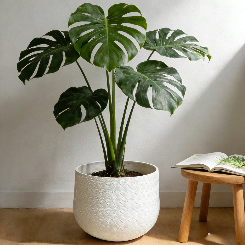 Potted plant in a white pot on a wooden floor with a book on a stool in the background.