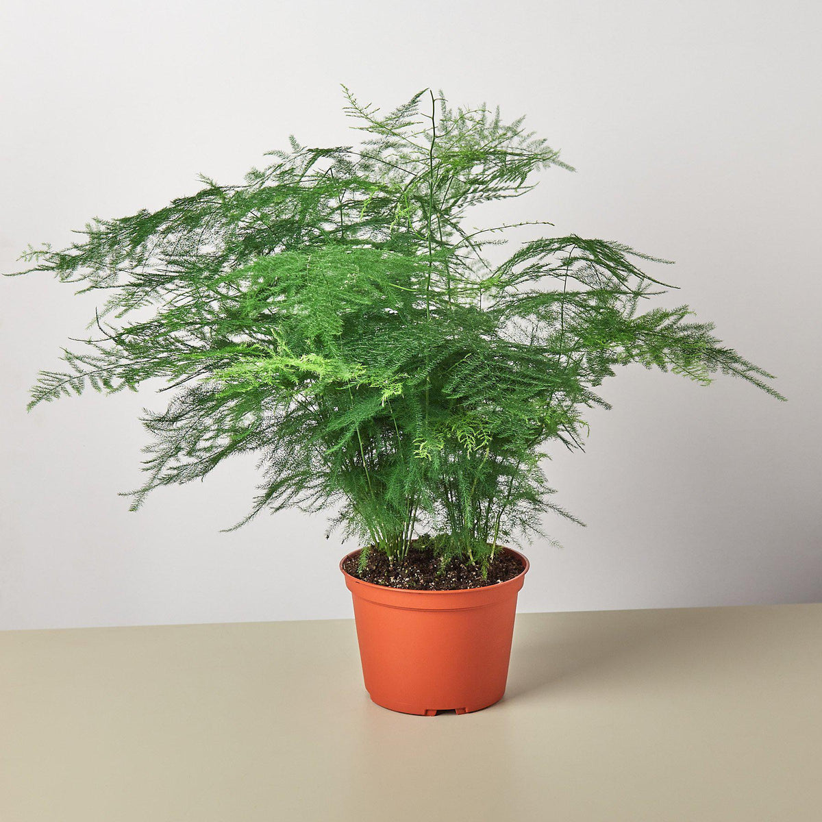 A potted Asparagus fern with delicate green feathery foliage in a terracotta-colored plastic pot, set against a plain light gray background.