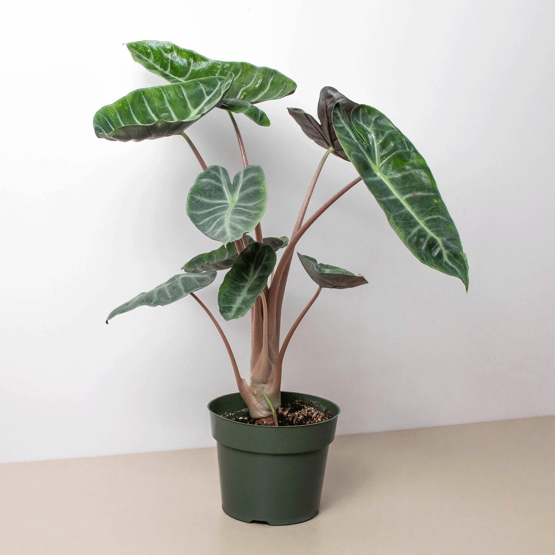 Alocasia ‘Pink Dragon’ with dark green, pale-veined leaves and pink-toned stalks in a green nursery pot.
