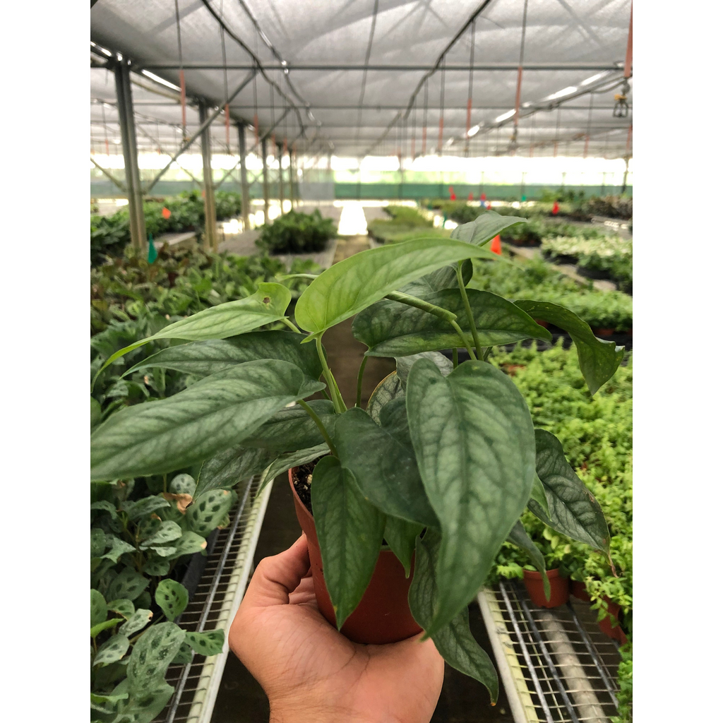 Silver Monstera (Monstera siltepecana)