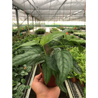 Silver Monstera (Monstera siltepecana)