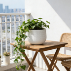 Potted plant on a wooden table with a cityscape in the background